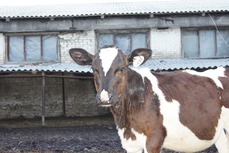 Зверьё и рыбьё