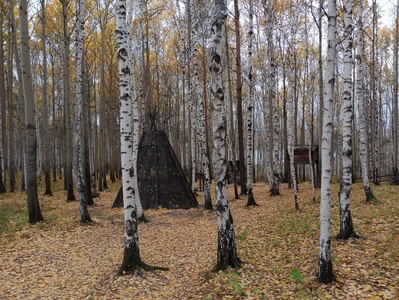 Лес