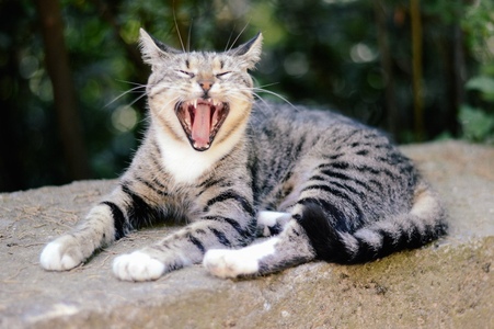 Крымские обитатели