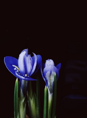 Синие цветы