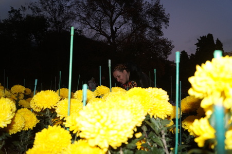 Желтые цветы