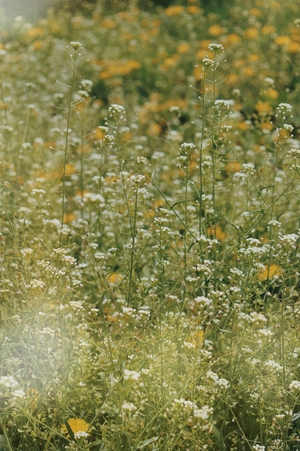 Одуванчики