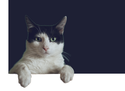 Кот