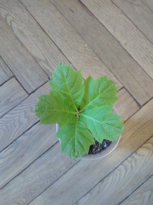 Саженец красного дуба