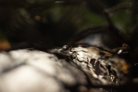 Тоже дерево