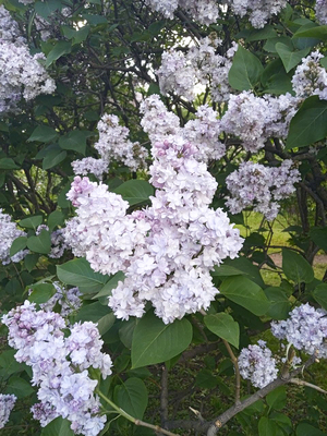 Сирень белая