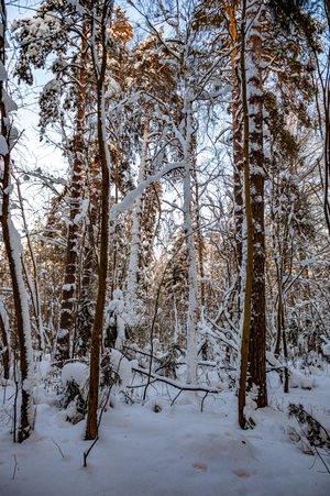 Зимний лес
