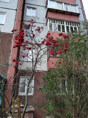 Рябина