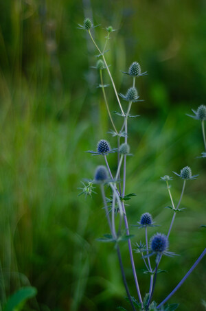 Волшебный цветок