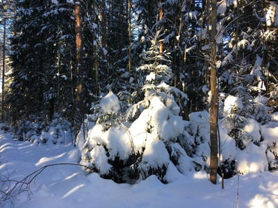 Зимний лес 2