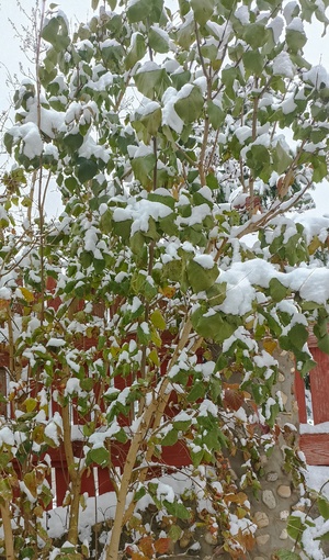 Листья в снегу