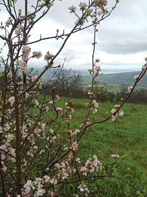 Дыхание весны