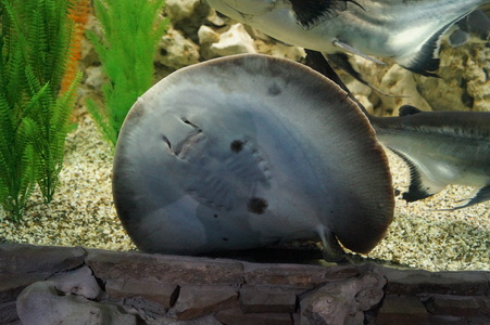 Морской скат