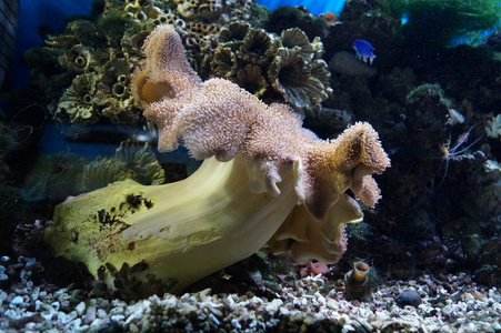 Морское дно