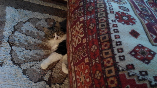Кошка спряталась
