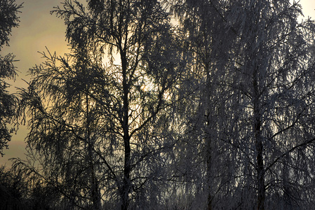 Заснеженные деревья