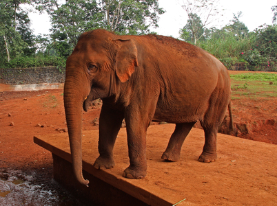 Слон в сафари-парке хайкоу