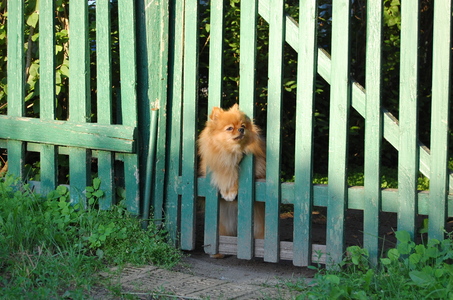 Мухтар охраняет