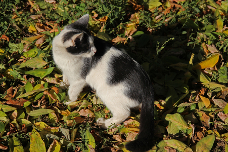 Котёнок в лучах осеннего солнца