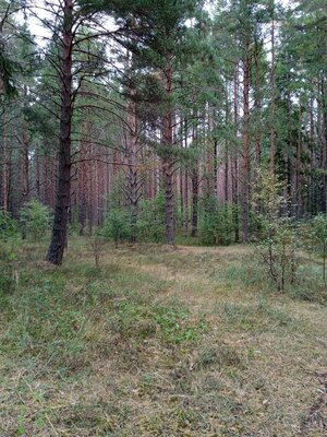 Сосновый лес