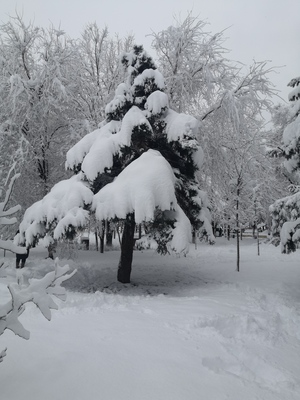 Зимний краснодар