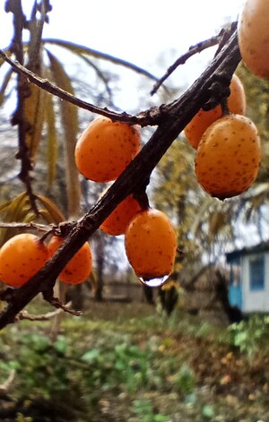 В саду