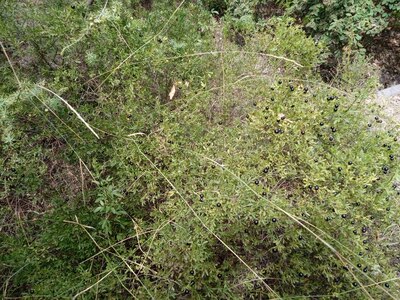 Черные ягоды