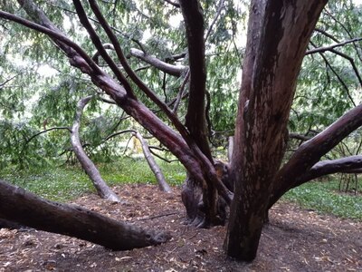 Могучее дерево