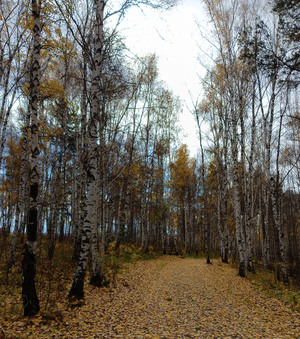 Лес