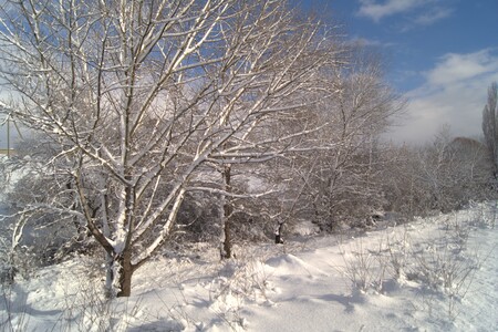 Деревья в снегу