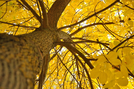Желтое дерево осенью