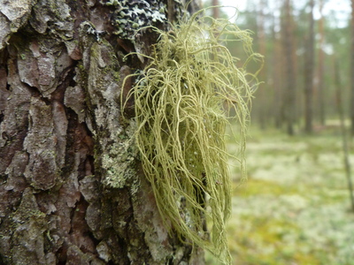 Лишайник уснея борода