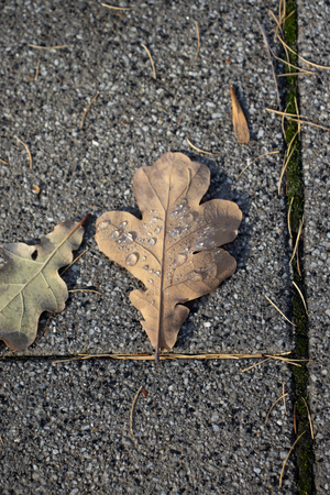 Растения и растительность