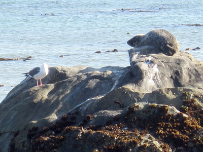 Морской котик