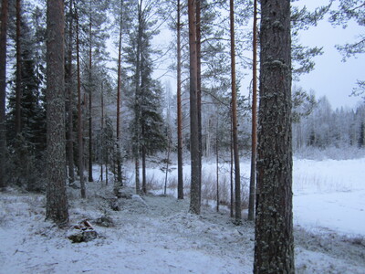 Зимний пейзаж