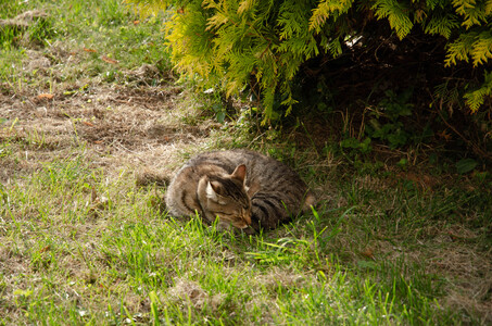 Сон кота в летний полдень