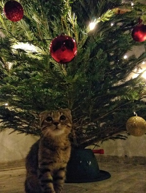 Кот под ёлкой