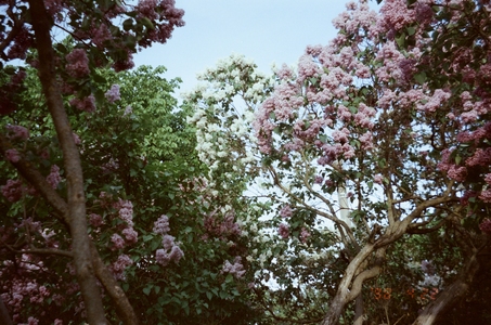 Сирень в летнем саду