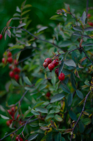 Красные ягоды