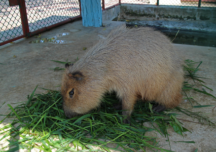 Капибара в парке шрирача