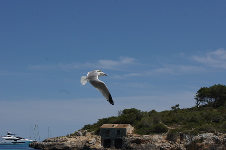 Чайка над морем