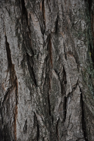 Кора дерева