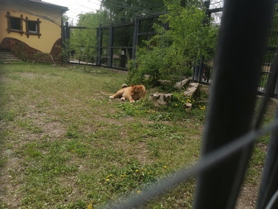 Львица на траве