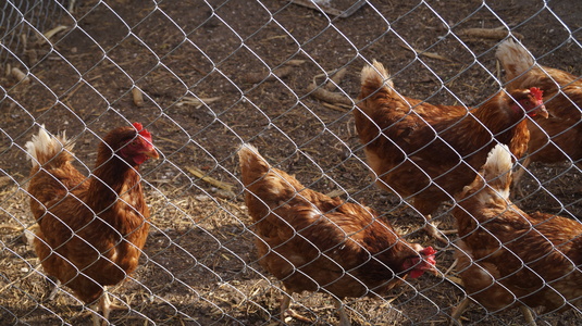 Курицы за сеткой