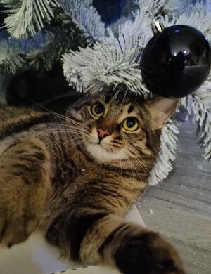 Решаем судьбу шарика