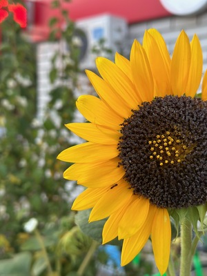 Цвет солнца