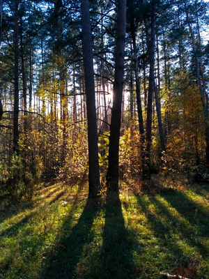 Осенний лес
