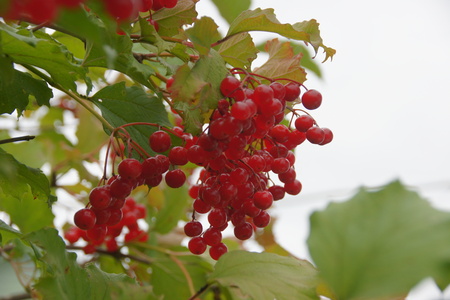 Красные ягоды