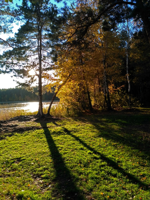 Осенний лес в контрастном свете
