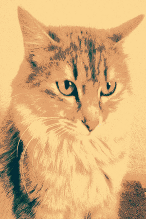 Кот